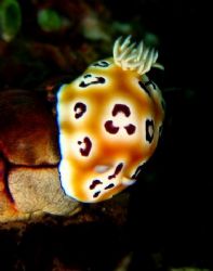 Nudi...taken with Canaon S80 by Zafarol Lokman 
